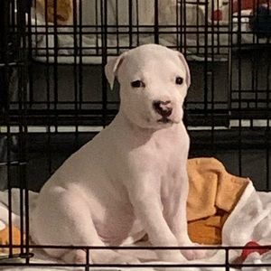 Meet your Posher, Isaiah